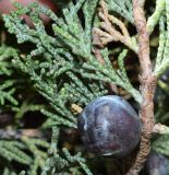 Juniperus seravschanica. Часть ветви с прошлогодней шишкоягодой. Узбекистан, Ташкентская обл., зап. отр. Чаткальского хр., склон горы Кунгирбука. 12.07.2016.