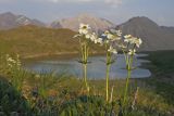 Anemonastrum sibiricum. Цветущее растение. Восточный Саян, хр. Большой Саян, басс. р. Тисса, горный луг. 21.07.2015.