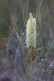 Orostachys malacophylla. Цветущее растение. Забайкалье, Даурский заповедник, Торейские озёра, злаково-разнотравная степь. 04.09.2015.