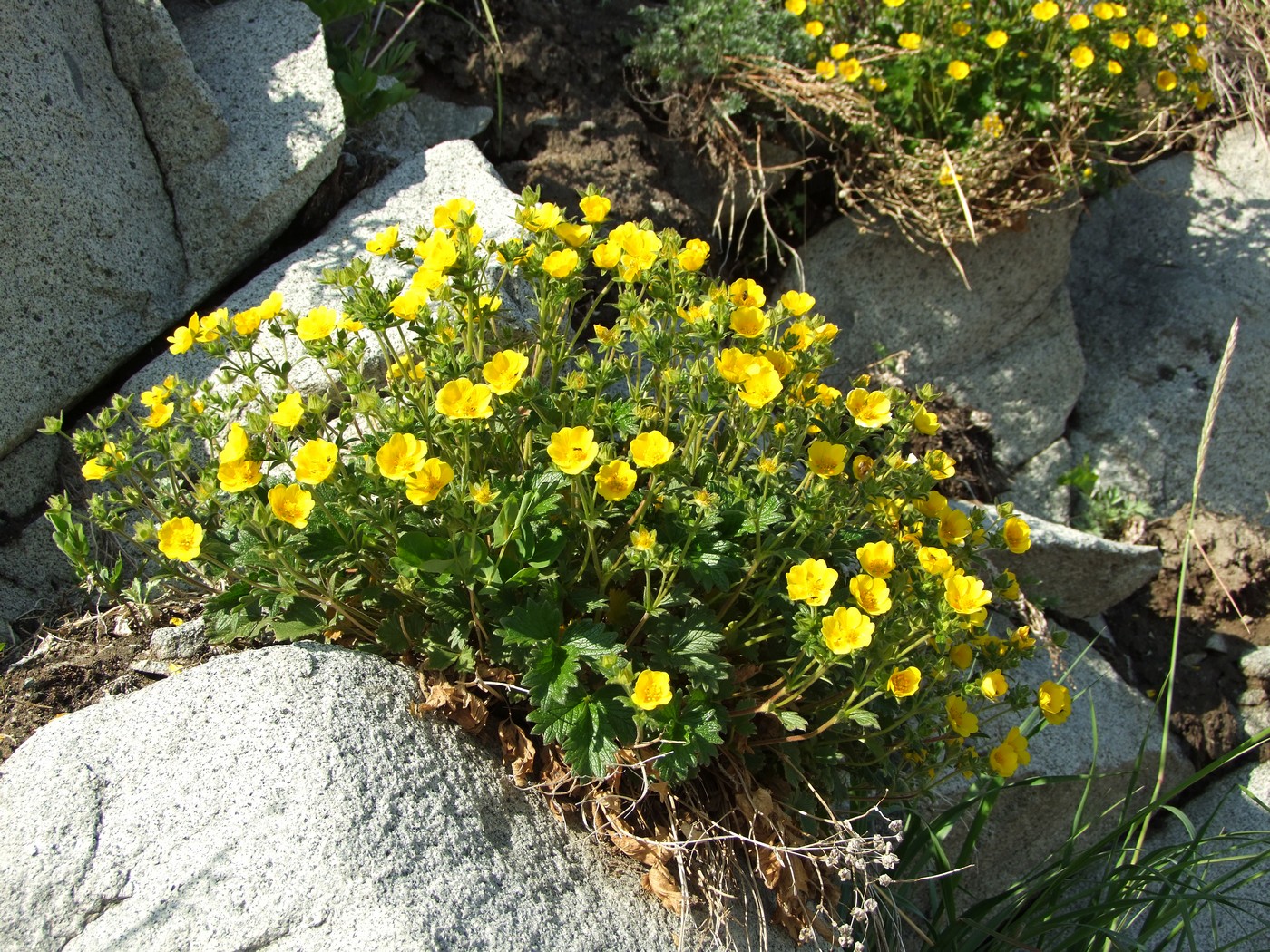 Изображение особи Potentilla fragiformis.