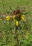 Rhinanthus minor. Верхушка растения с соцветием. Украина, Тернопольская обл., Кременецкий р-н, окр. г. Почаева, луг к югу от Свято-Духовского скита. 01.06.2015.