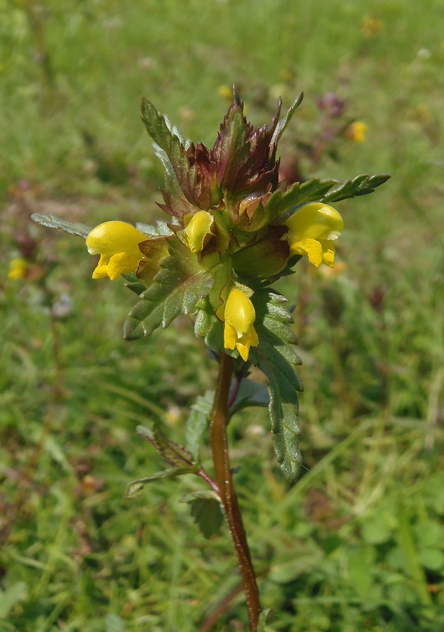 Image of Rhinanthus minor specimen.