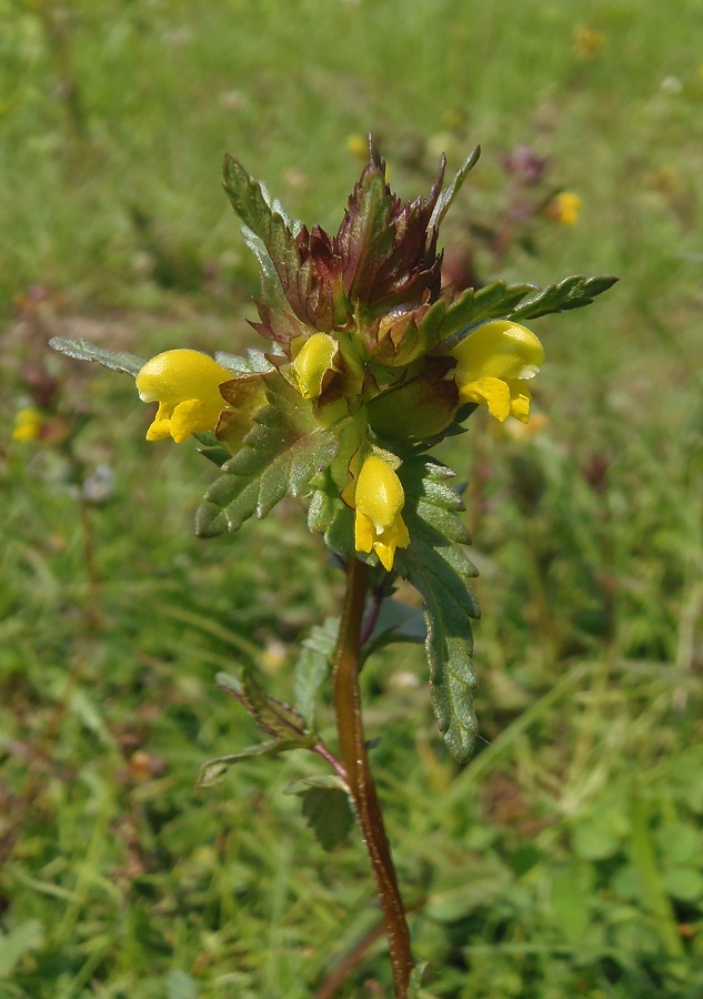 Изображение особи Rhinanthus minor.