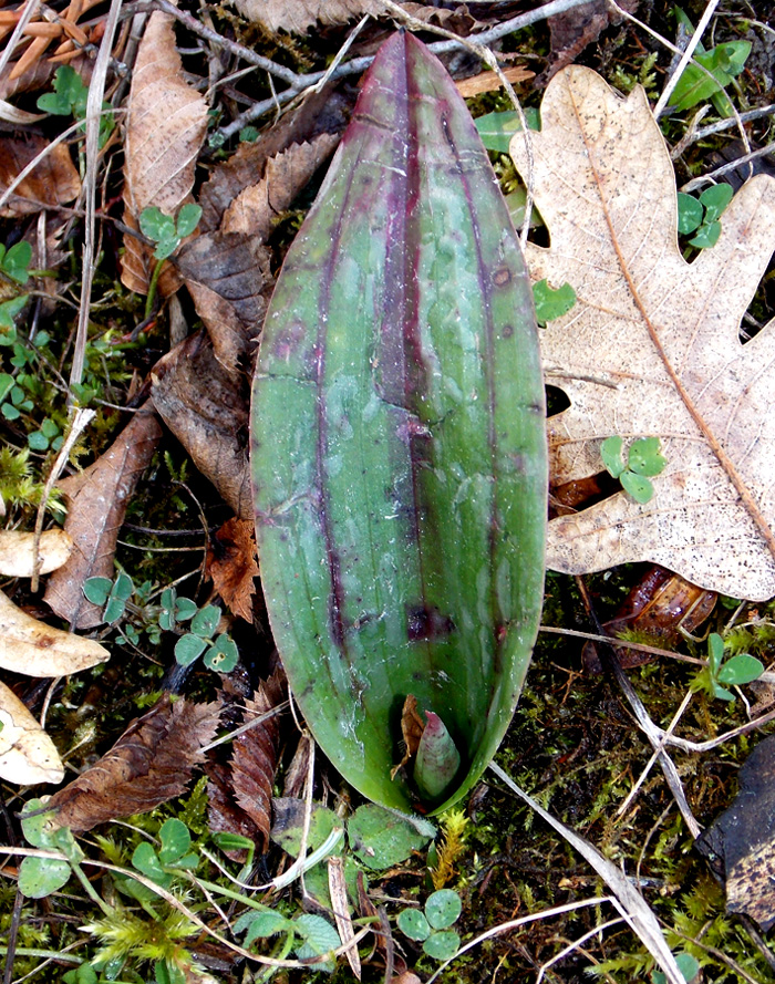 Image of Steveniella satyrioides specimen.