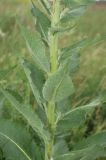 Verbascum lychnitis