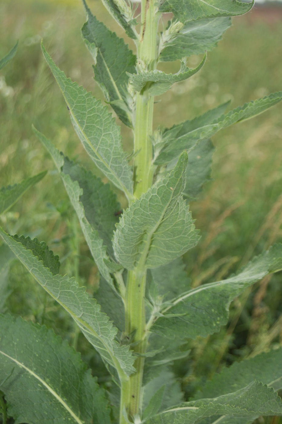 Изображение особи Verbascum lychnitis.