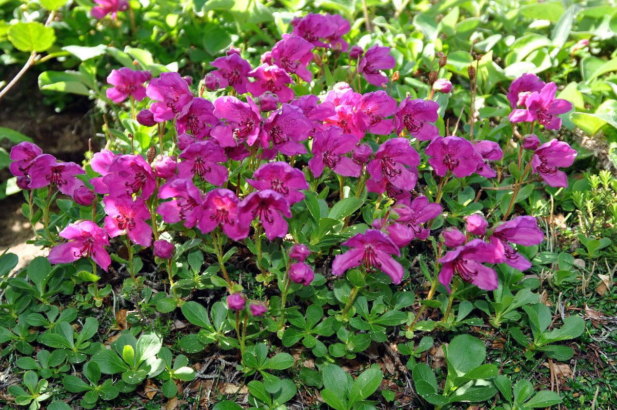 Изображение особи Rhododendron camtschaticum.