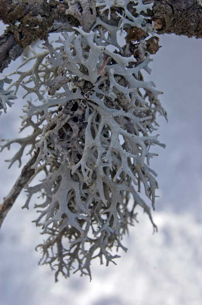 Изображение особи Pseudevernia furfuracea.