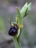 Ophrys sphegodes. Верхушка цветущего растения. Испания, автономное сообщество Каталония, провинция Жирона, комарка Баш Эмпорда, муниципалитет Вилоприу. 17.03.2017.