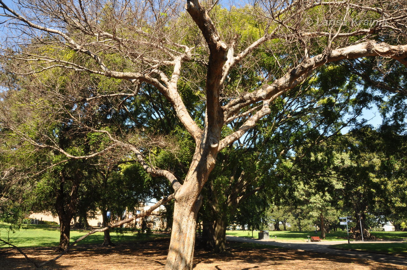 Image of Ulmus parvifolia specimen.