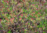 Rhododendron подвид japonicum