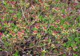 Rhododendron molle ssp. japonicum