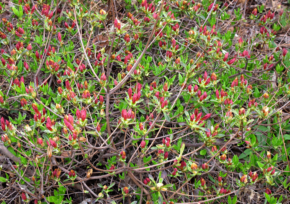 Изображение особи Rhododendron molle ssp. japonicum.