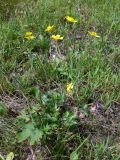 Ranunculus japonicus. Цветущие растения. Амурская обл., Бурейский р-н, окр. с. Виноградовка, дорога в дубовом лесу, зарастающая травой. 28.07.2016.