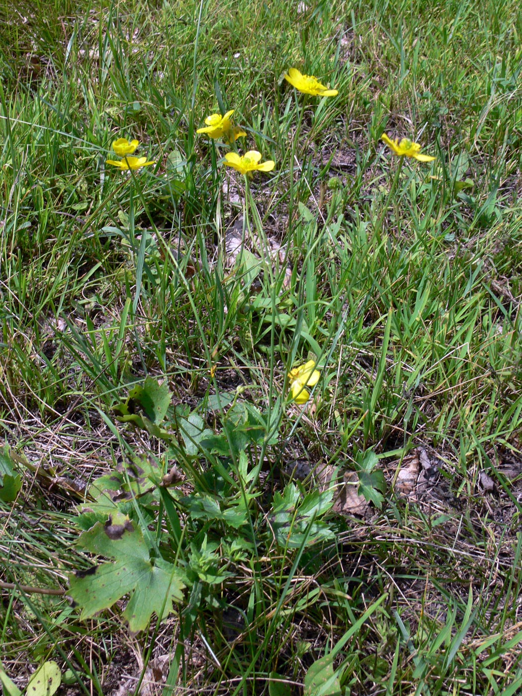 Изображение особи Ranunculus japonicus.