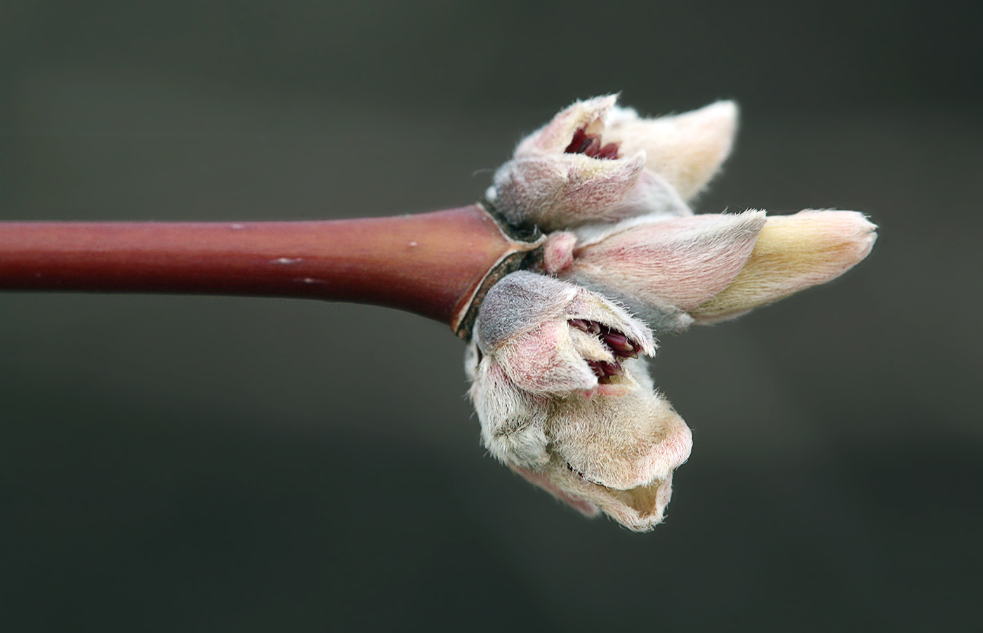 Image of Acer negundo specimen.