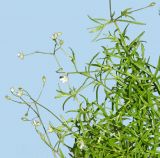 Stellaria longifolia