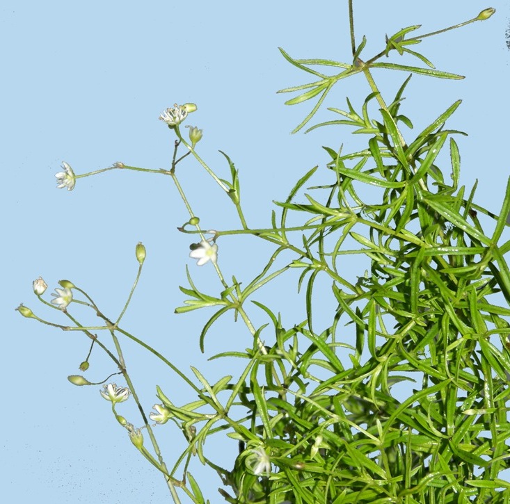 Image of Stellaria longifolia specimen.