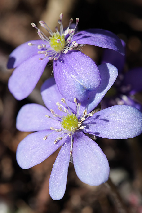 Image of Hepatica nobilis specimen.