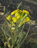 Erysimum callicarpum. Верхушка соцветия с цветками и завязавшимися плодами. Краснодарский край, м/о г. Новороссийск, гора Колдун, обрывистый приморский склон. 6 мая 2017 г.