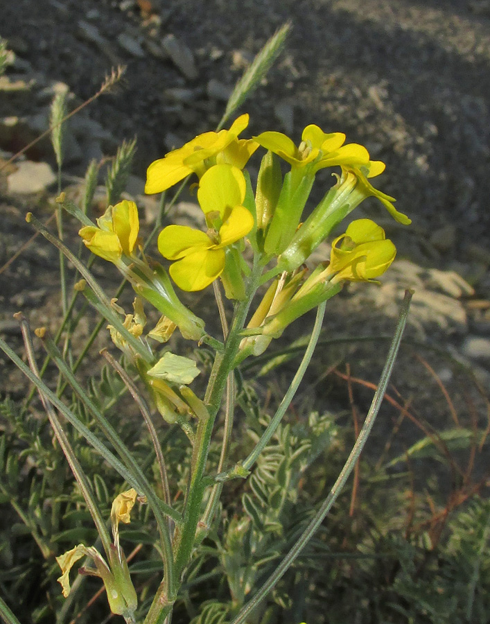 Image of Erysimum callicarpum specimen.