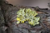 Vulpicida pinastri