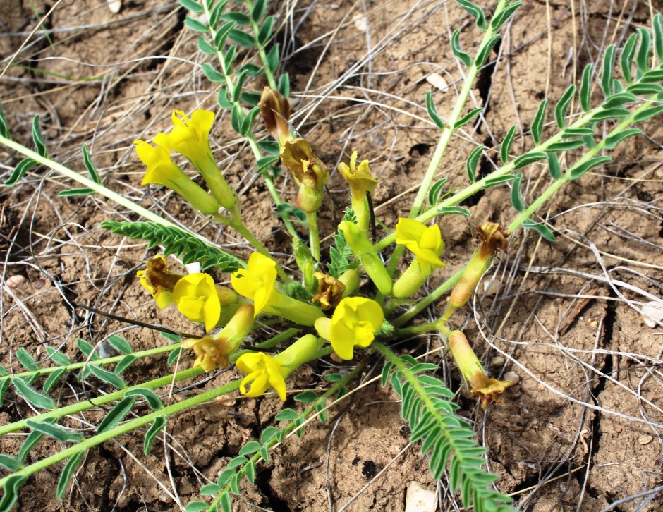 Изображение особи Astragalus &times; lagobromus.