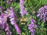 Vicia tenuifolia