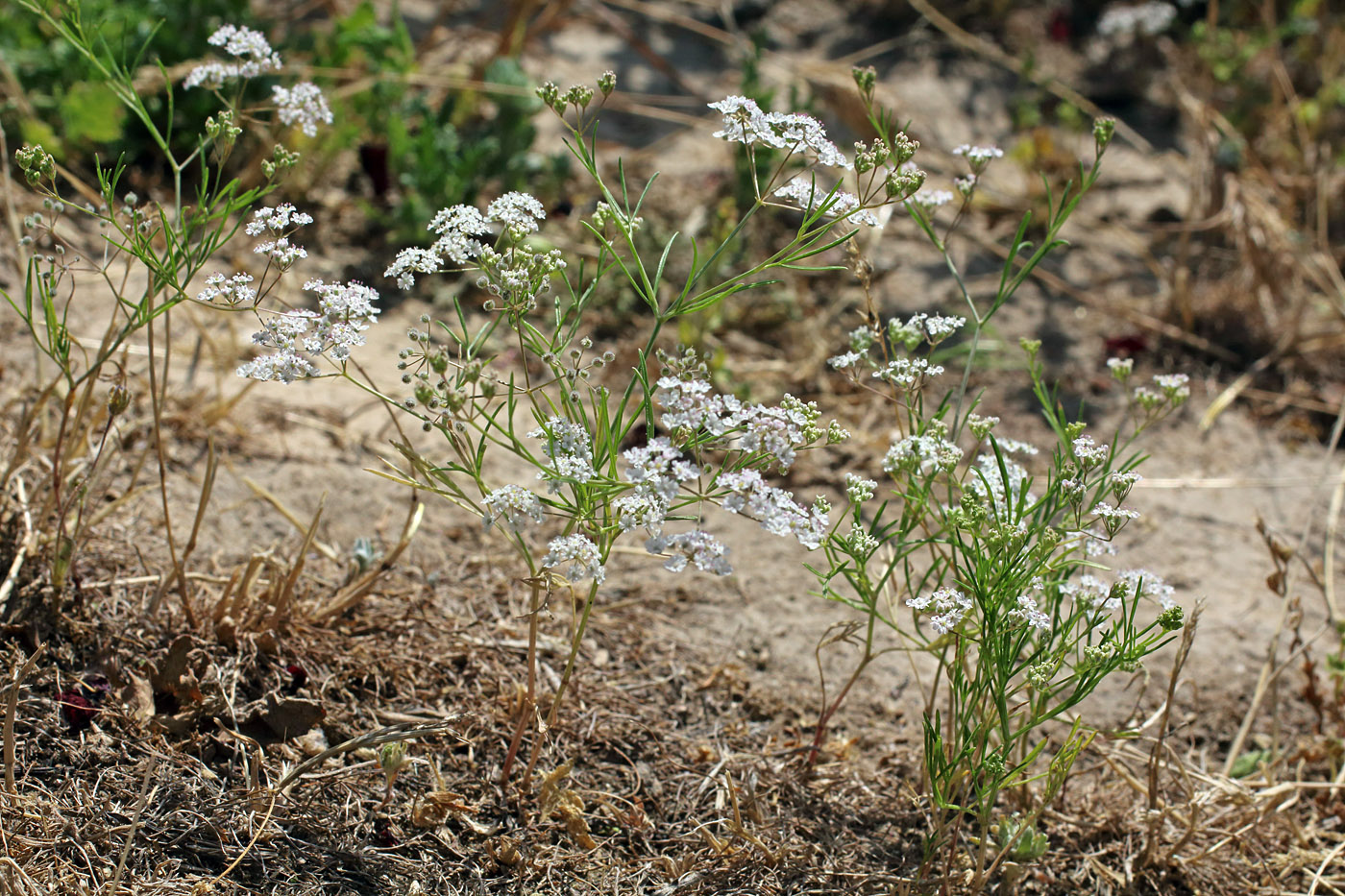 Изображение особи Aphanopleura capillifolia.