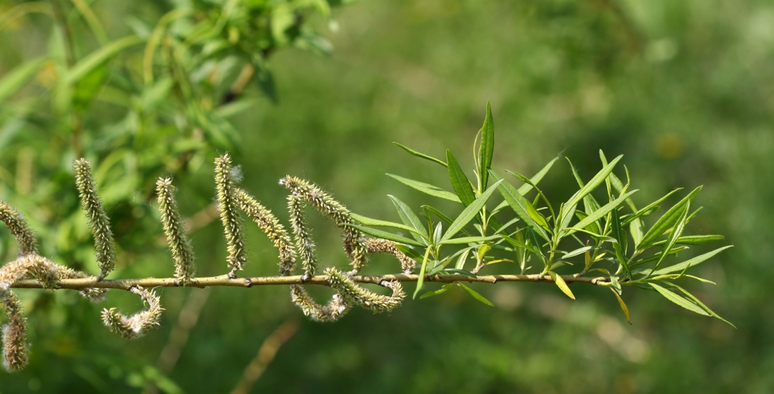 Image of Salix siuzewii specimen.