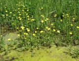 Ranunculus repens. Цветущие растения. Ярославская обл., г. Переславль-Залесский, лужа у автостоянки маг. Магнит. 09.06.2017.