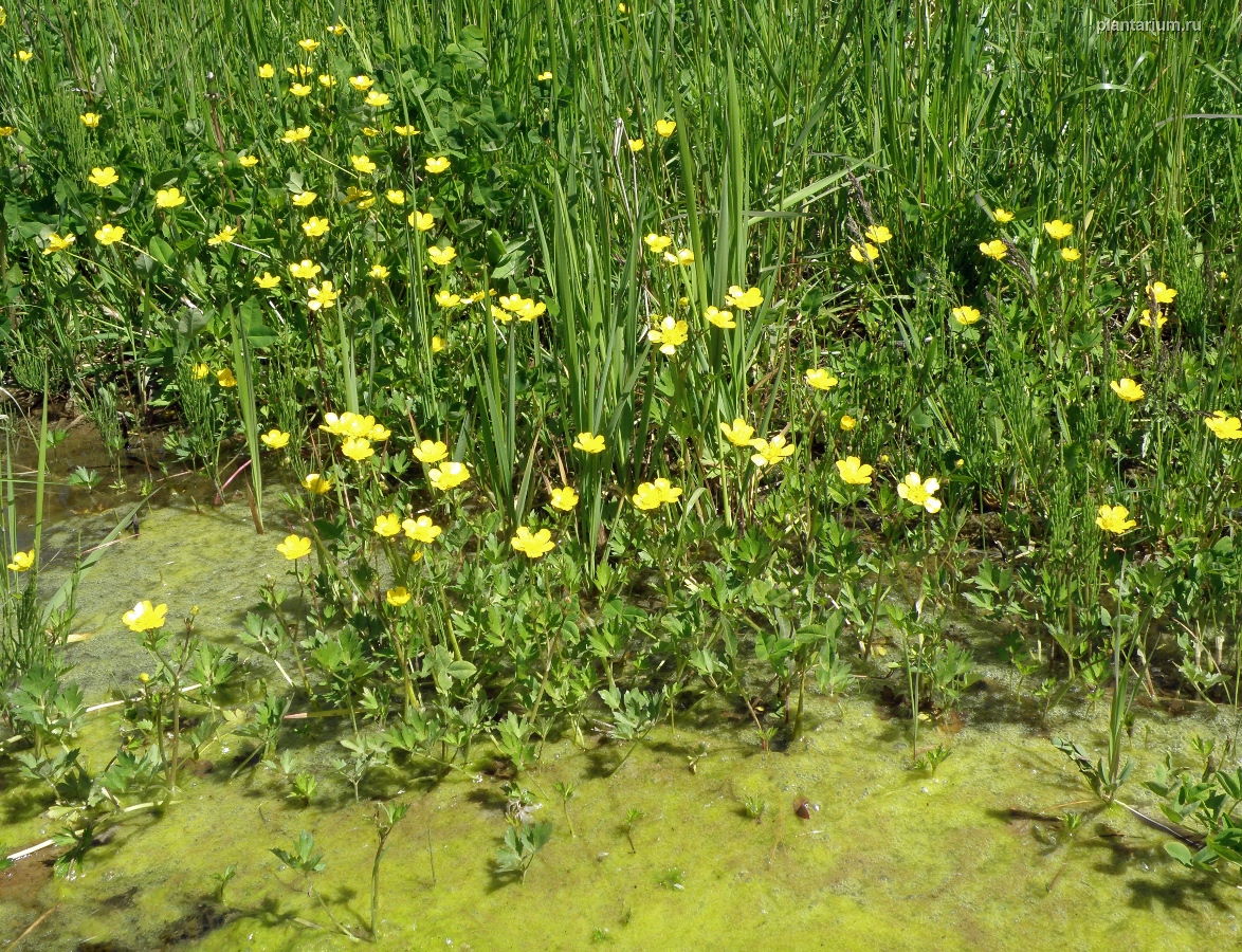 Image of Ranunculus repens specimen.