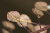 Lepidium perfoliatum