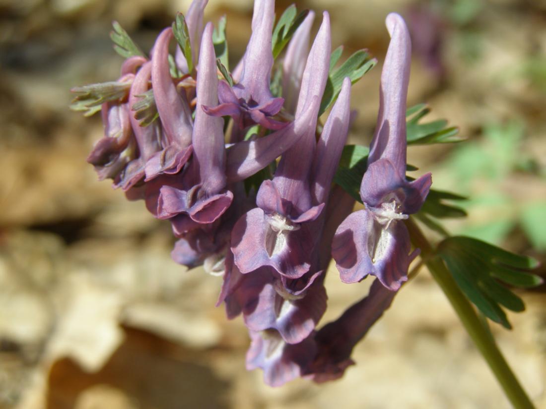 Image of Corydalis solida specimen.