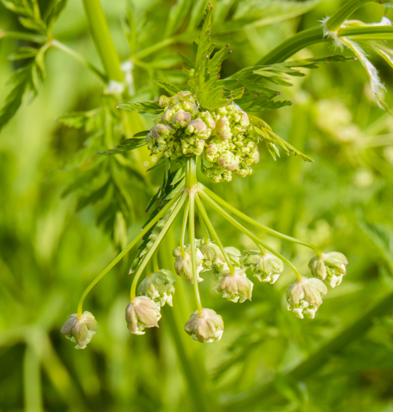 Изображение особи Anthriscus sylvestris.