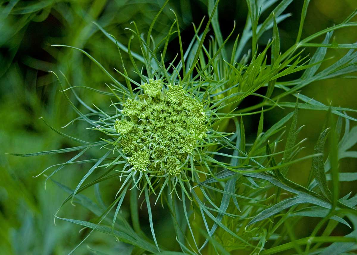 Изображение особи Daucus sativus.