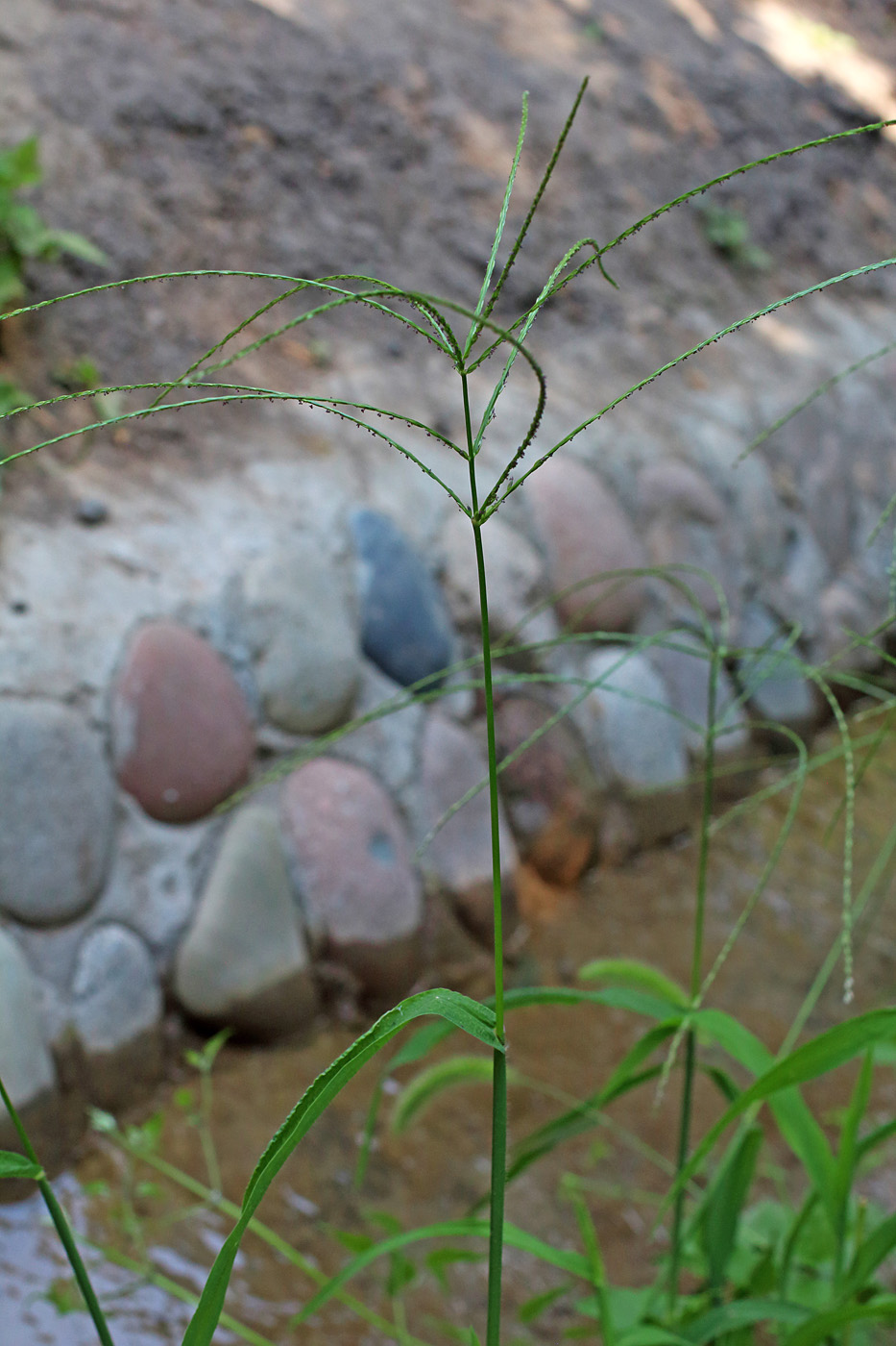 Изображение особи Digitaria sanguinalis.