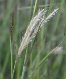 Bothriochloa ischaemum