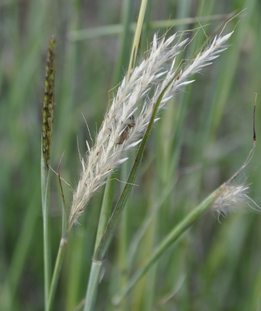 Image of Bothriochloa ischaemum specimen.