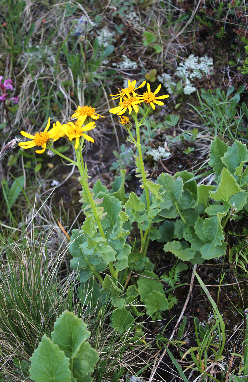 Изображение особи Senecio taraxacifolius.