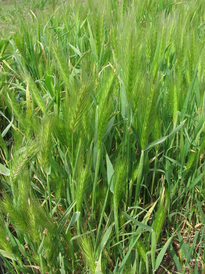 Image of Hordeum leporinum specimen.