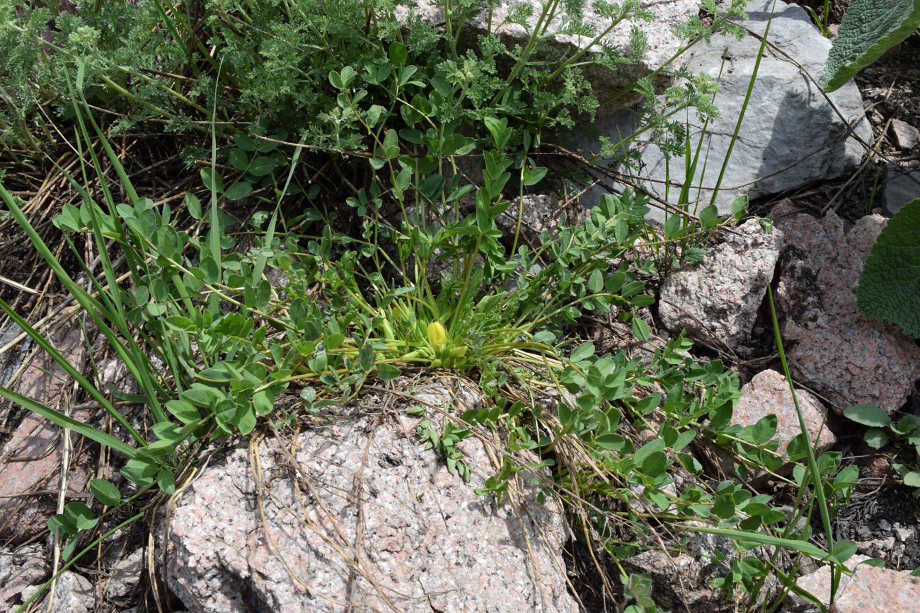 Изображение особи Astragalus aksaricus.