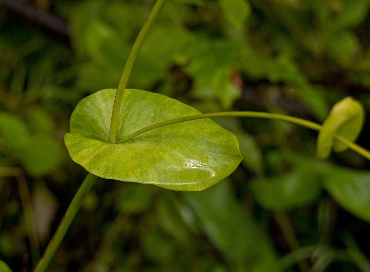 Image of Bupleurum longifolium ssp. aureum specimen.