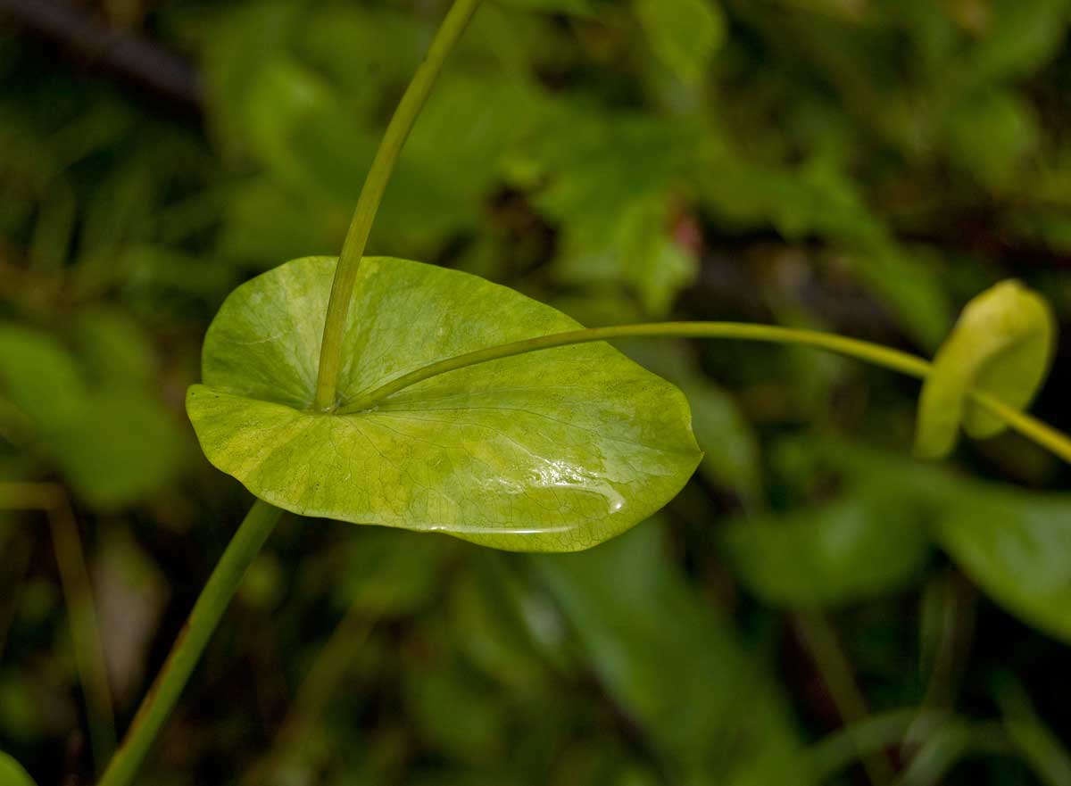 Изображение особи Bupleurum longifolium ssp. aureum.