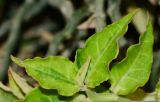 Euphorbia tithymaloides. Верхушка побега. Израиль, впадина Мёртвого моря, киббуц Эйн-Геди. 24.04.2017.