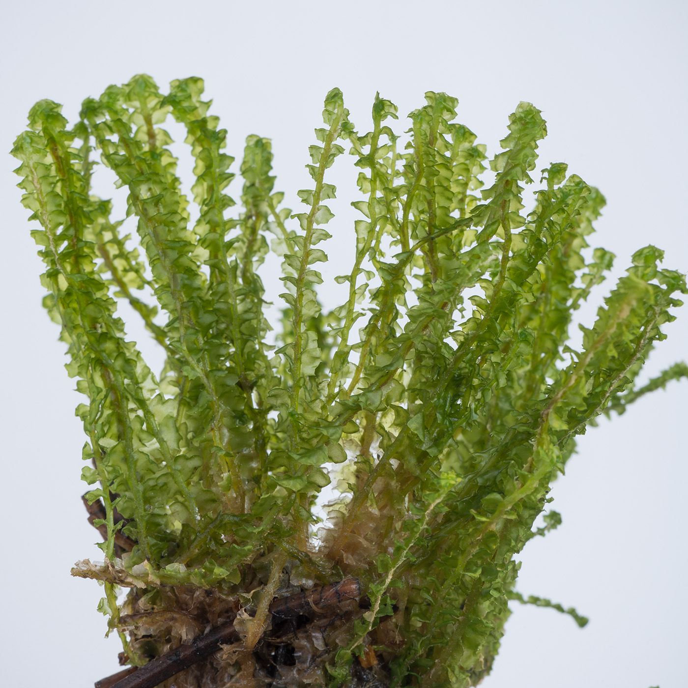 Image of Barbilophozia lycopodioides specimen.