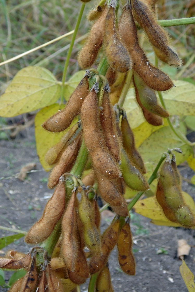 Image of Glycine max specimen.