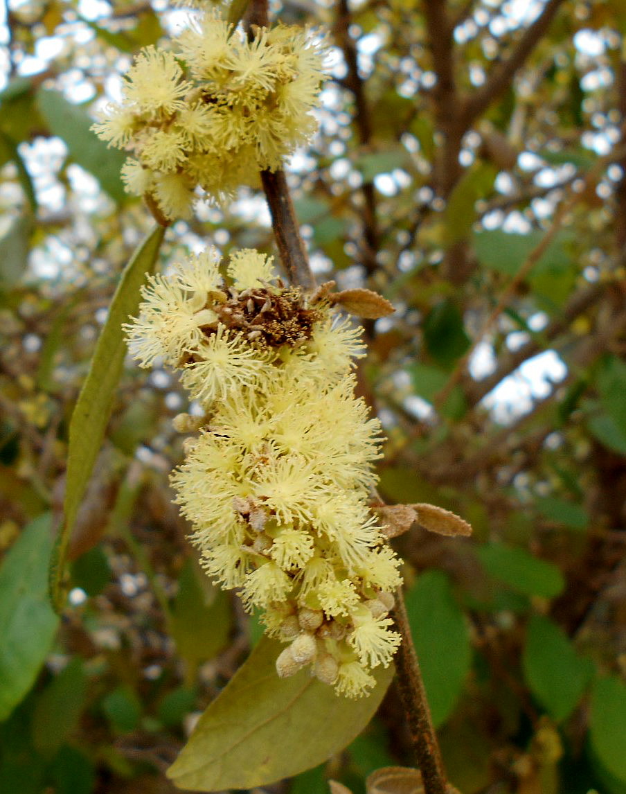 Image of Mallotus philippensis specimen.