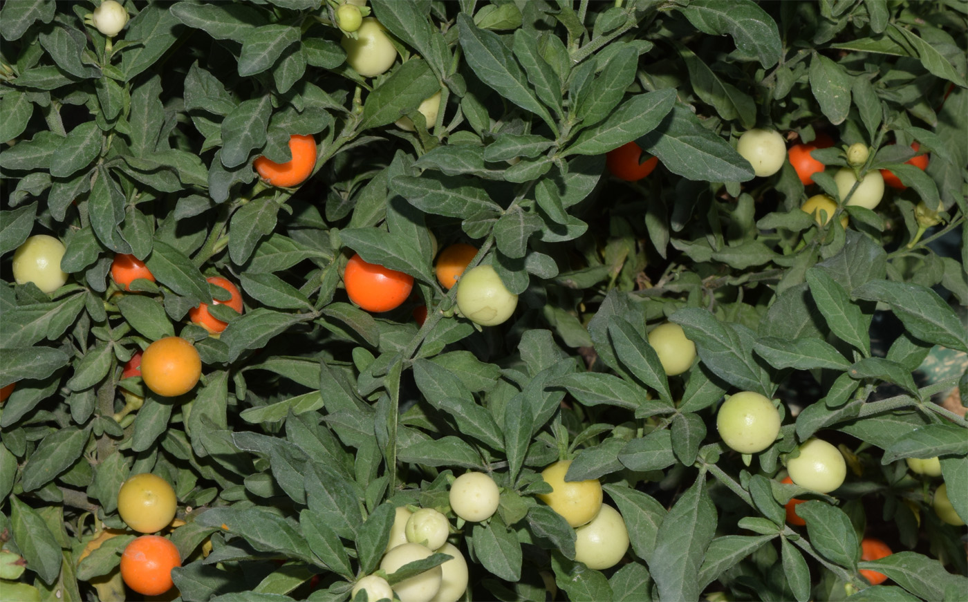 Image of Solanum pseudocapsicum specimen.