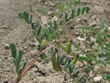 Astragalus guttatus